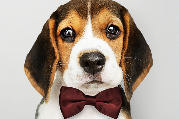 Doggy Land выставка декоративных собак