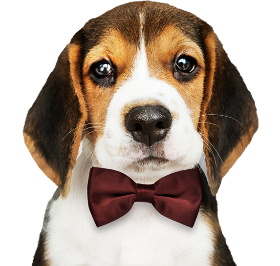 Doggy Land выставка декоративных собак